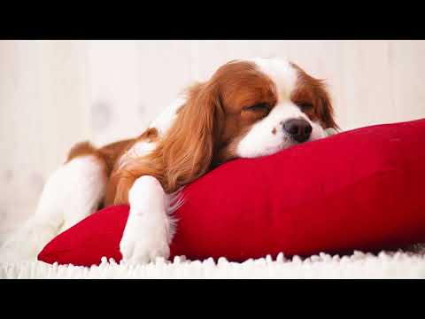 Köpek Sakinleştirici Müzik / Relaxing Music (dog)