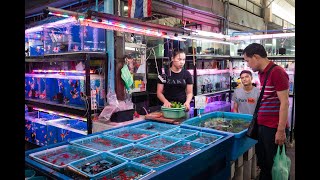 [4K] พาชมตลาดปลาตู้ ที่ใหญ่ที่สุดในโลก ที่ตลาดปลาจตุจักร