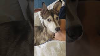 Husky Barking