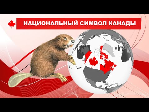 БОБР - НАЦИОНАЛЬНЫЙ СИМВОЛ КАНАДЫ