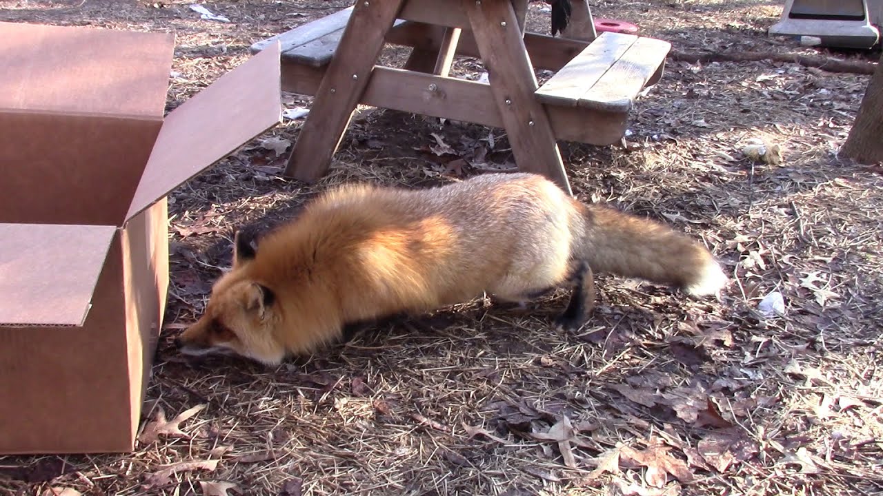 Fox on Box? YouTube Fox on Box? YouTube