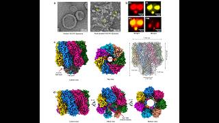 How Bacteria Punch Holes in Cells: Visualizing the Alpha-Hemolysin Pore