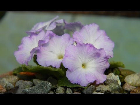 Video: Primula - A Bright Messenger Of Spring