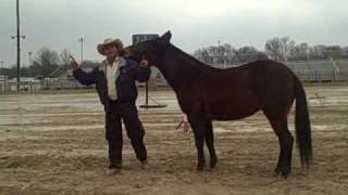 MULE DAY 2011 Events Wagon Train, Log Loading, Amazing Grace, Jack Pot Races..mp4