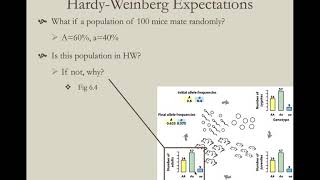 Evol  4  Hardy Weinberg