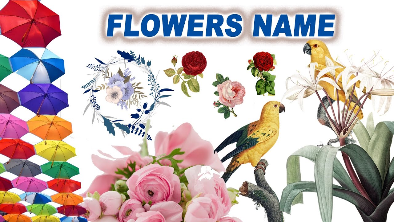 Flowers Name Flowers name in english Spelling of flowers YouTube
