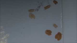 Movements of Flatworms
