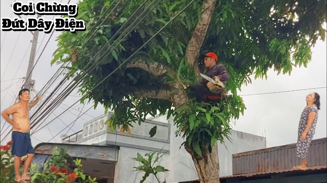 Cưa cây Xoài trước nhà gần dây điện / Sawing Mango tree in front of house near electric wire | P63