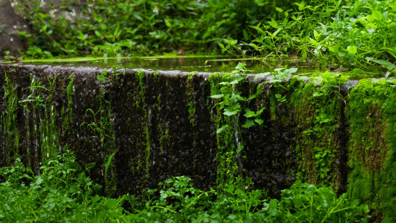 Gentle Mossy Stream & Bird Sounds for Deep Sleep | 1 Hour Real 4K Nature Ambience