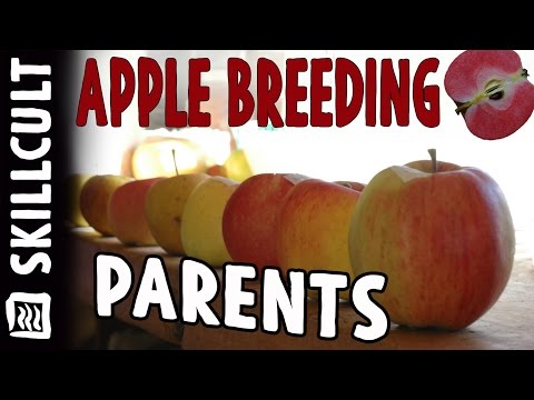Vídeo: Quando as maçãs rubinette estão maduras?