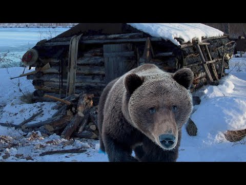💥/МЕДВЕДЬ пришел в избушку/ Рассказ старого таежника/