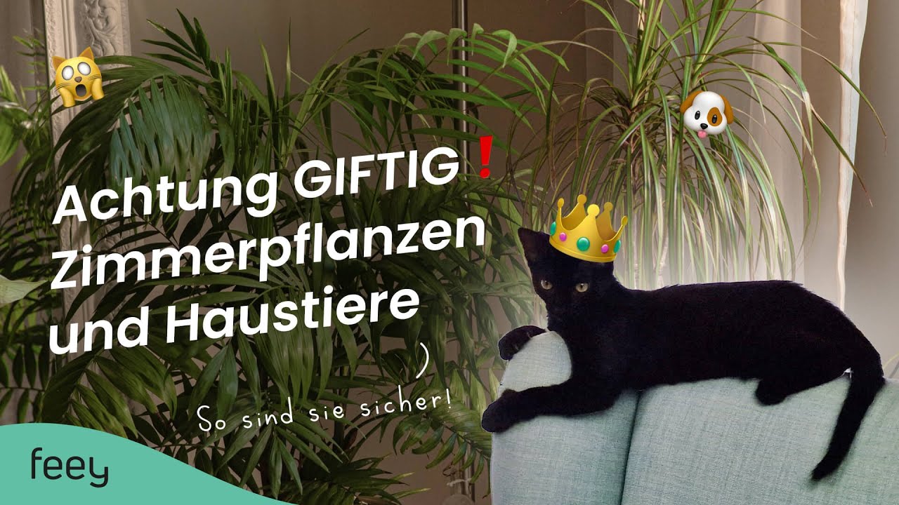 Katze aus Garten vertreiben – Die besten 7 Tipps