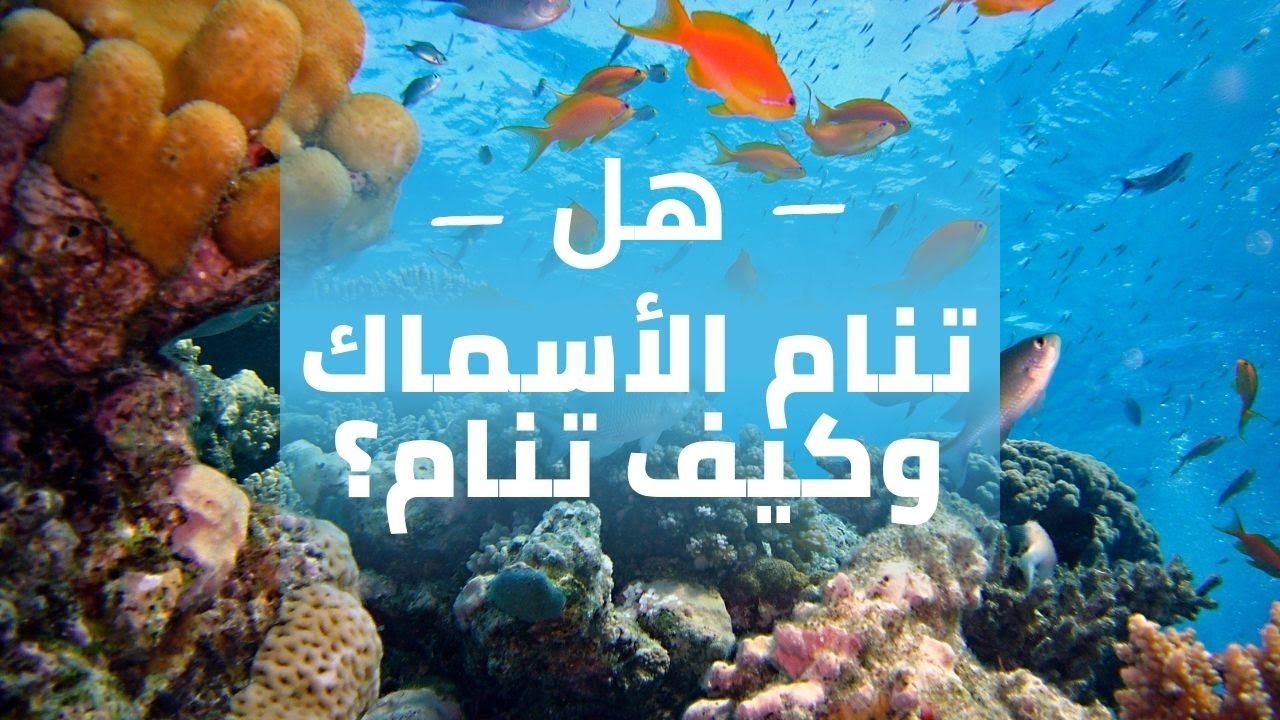 كيف تنام الأسماك وهل تنام أصلاً؟ - YouTube