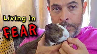1 MISTAKE Makes Your Guinea Pigs AFRAID FOREVER!