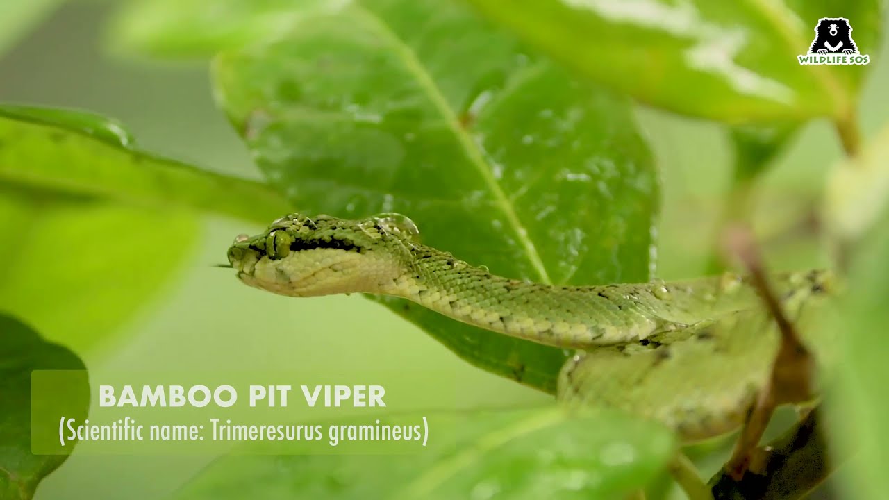 Facts About Bamboo Pit Viper