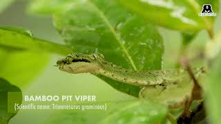 Facts About Bamboo Pit Viper
