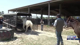 Caney Creek Cowboy Church helped saved animals from the fire in San Jacinto County