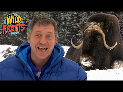 Musk Ox Creature