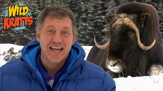 Musk Ox Creature Powers! | Wild Kratts 'Musk Ox Mania'