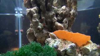 10g Nano Hitchhiker Stomatella Snail Spawning Event December 1, 2011