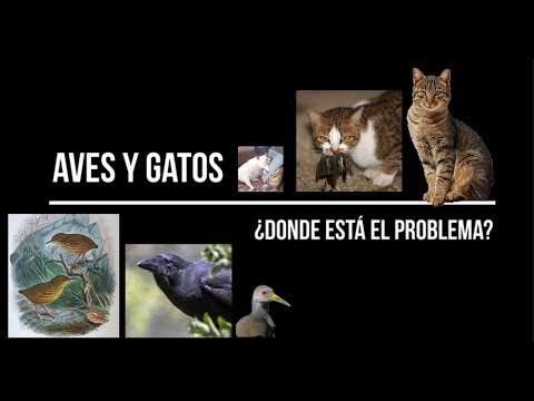 Video: Protegiendo A Los Gatos De Las Enfermedades De Las Aves Silvestres