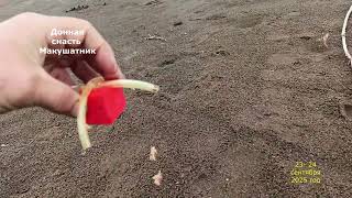 Первые испытание Донная снасть Макушатник.
