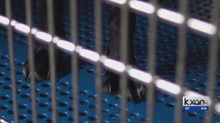 Texas Veterinary Board Uploads Missing Records After Kxan Investigation