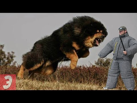 ТОП5 САМЫХ ОПАСНЫХ ПОРОД СОБАК В МИРЕ