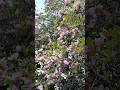 Virginia is for LOVERS Spring Has Sprung #cherry #blossom #sunshine #pinkpetals #blooming #relaxing
