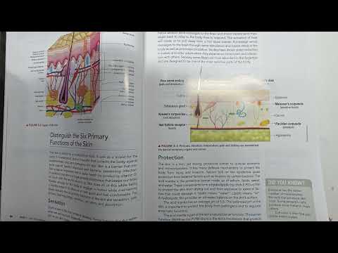Milady Esthetics Chapter 3 Physiology And Histology Of The Skin 04