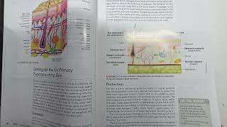 Milady Esthetics Chapter 3 Pages 83-90 Physiology Histology of the Skin Esthetician Aesthetician