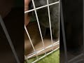 保護猫グレーさん、我が家に来て初日の夜