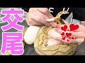 【ヘビの発情】ボールパイソンの交尾はこうやります