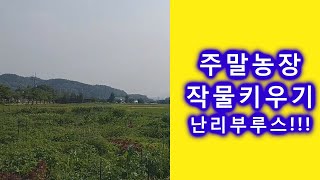 서울시 친환경농장 조안면 삼봉리 농장에 가다 - 주말농장 약도 및 가는 길