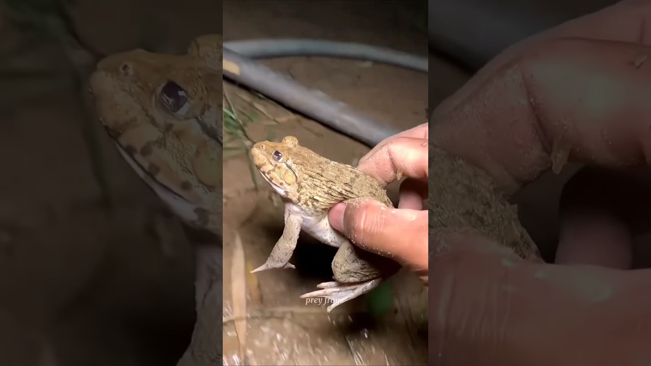Boing catch frogs funny 🐸 