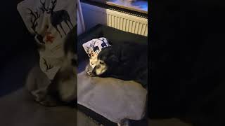 Download Lagu Dona unterm Sessel 🫣 MP3