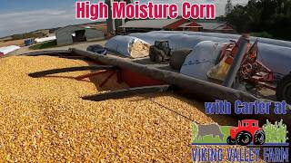 Turning Corn Into Feed - Grinding High Moisture Corn For The Dairy Herd