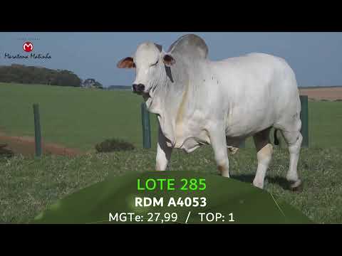 LOTE 285