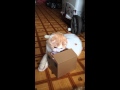 猫の貯金箱で遊ぶスコティッシュフォールドの子猫 みるきぃ☆Part2