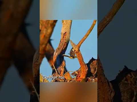 Птицы нападают на животных и сородичей.