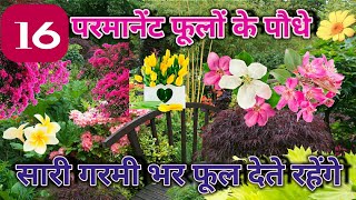 Top 16 Permanent Flowering plants for  Summer / 16 फूलों के पौधे  जो  पूरी गरमी मे फूल देते रहेंगे