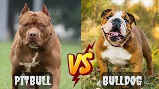 Bulldog vs Pitbull : Which breed will win? by Animella 358 views 6 months ago 4 minutes, 59 seconds