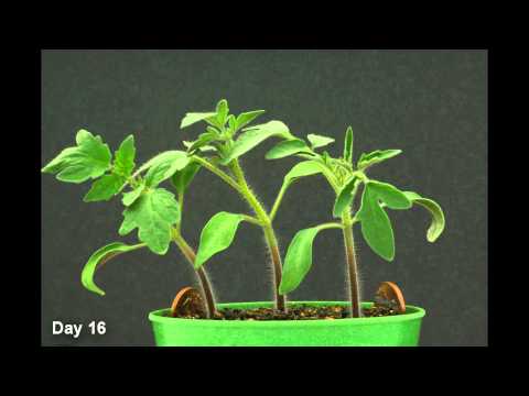 Time Lapse - Tomato Plant HD