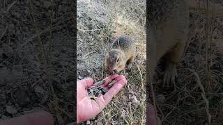 European Ground Squirrels Eating From My Hand 🐿️🌿 | Tihany, Hungary #Shorts