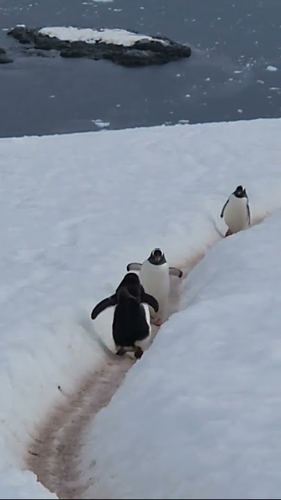 Gentoo Penguins, Antarctica  #nature #antarctica #penguin #shorts #wildlife #travel #animals #birds
