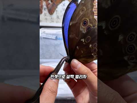 나비에 주사를 놓는 이유 thumbnail