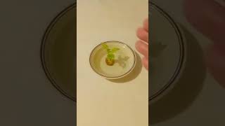 Celery Island #lol - Rachel Cotsenmoyer