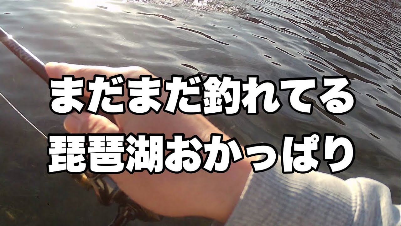 【琵琶湖おかっぱり釣行】まだまだ釣れてますよ！