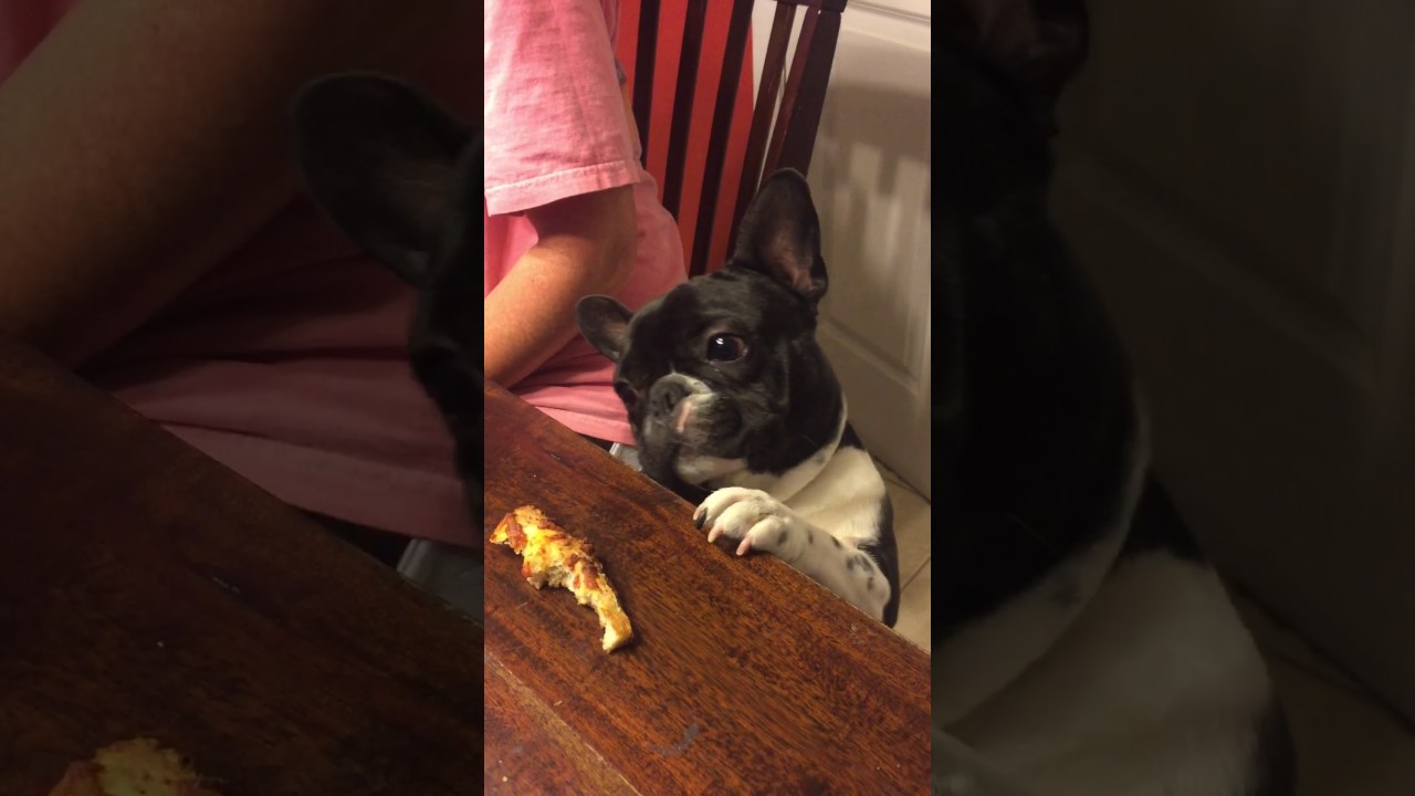 Bernie the French Bulldog Vs Pizza Crust YouTube