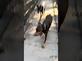 #puppy #рекомендации #doberman #funny #собака #животные #доберман